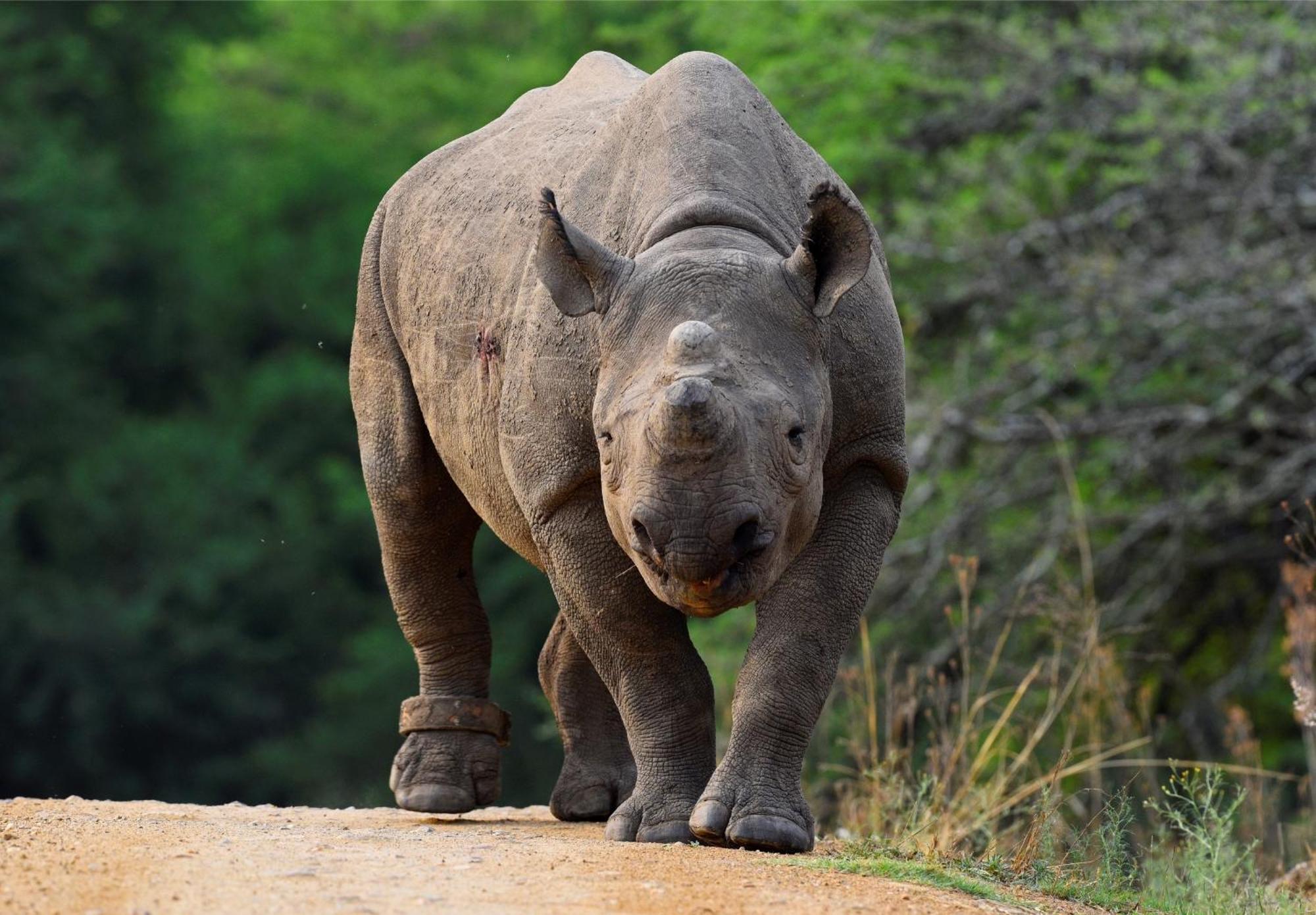 Valley Lodge - Babanango Game Reserve Dundee Bagian luar foto
