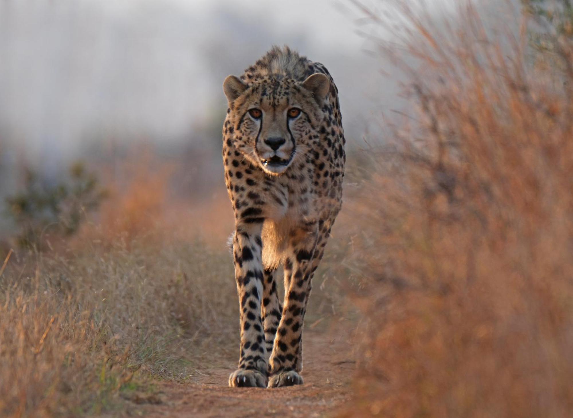 Valley Lodge - Babanango Game Reserve Dundee Bagian luar foto