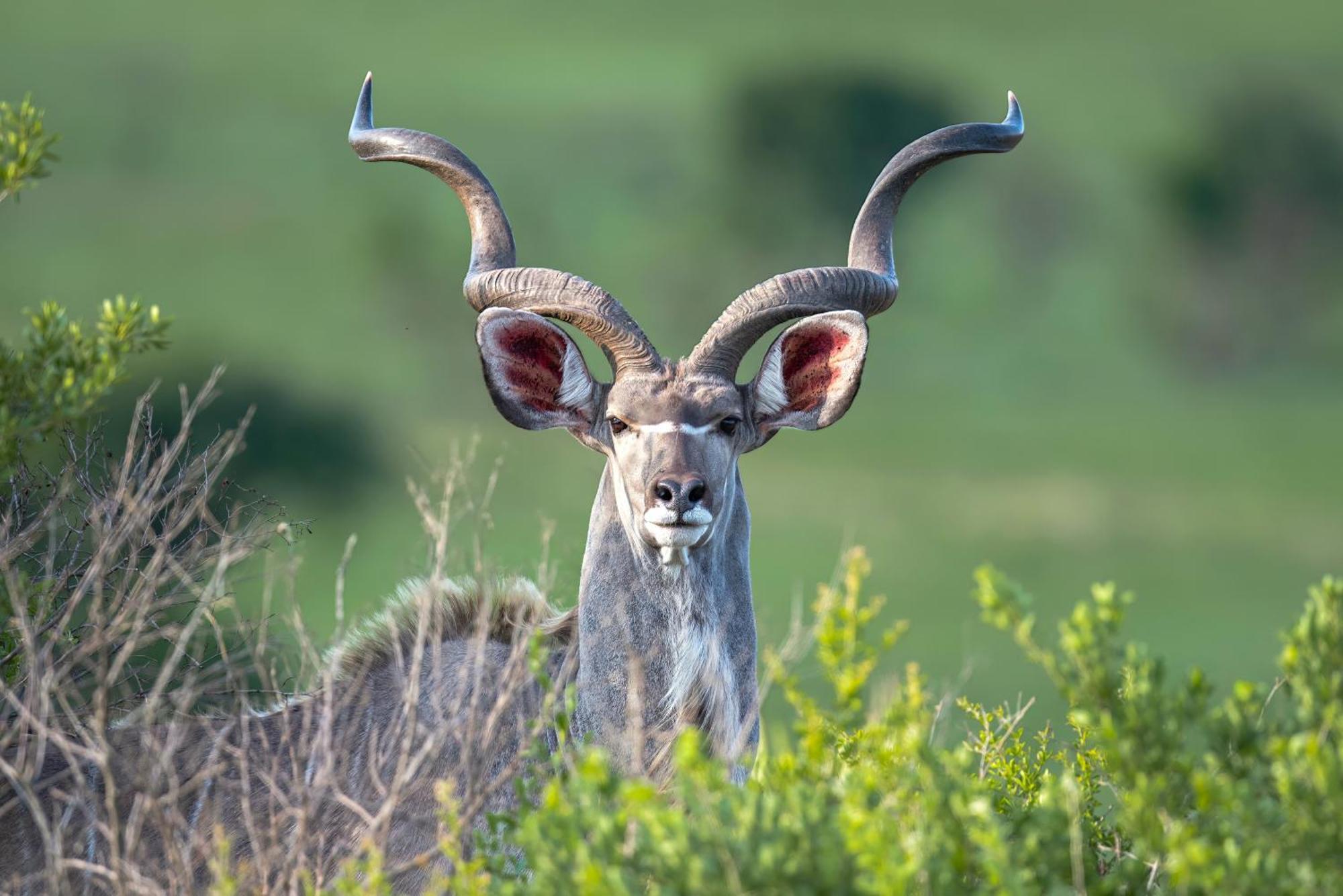 Valley Lodge - Babanango Game Reserve Dundee Bagian luar foto
