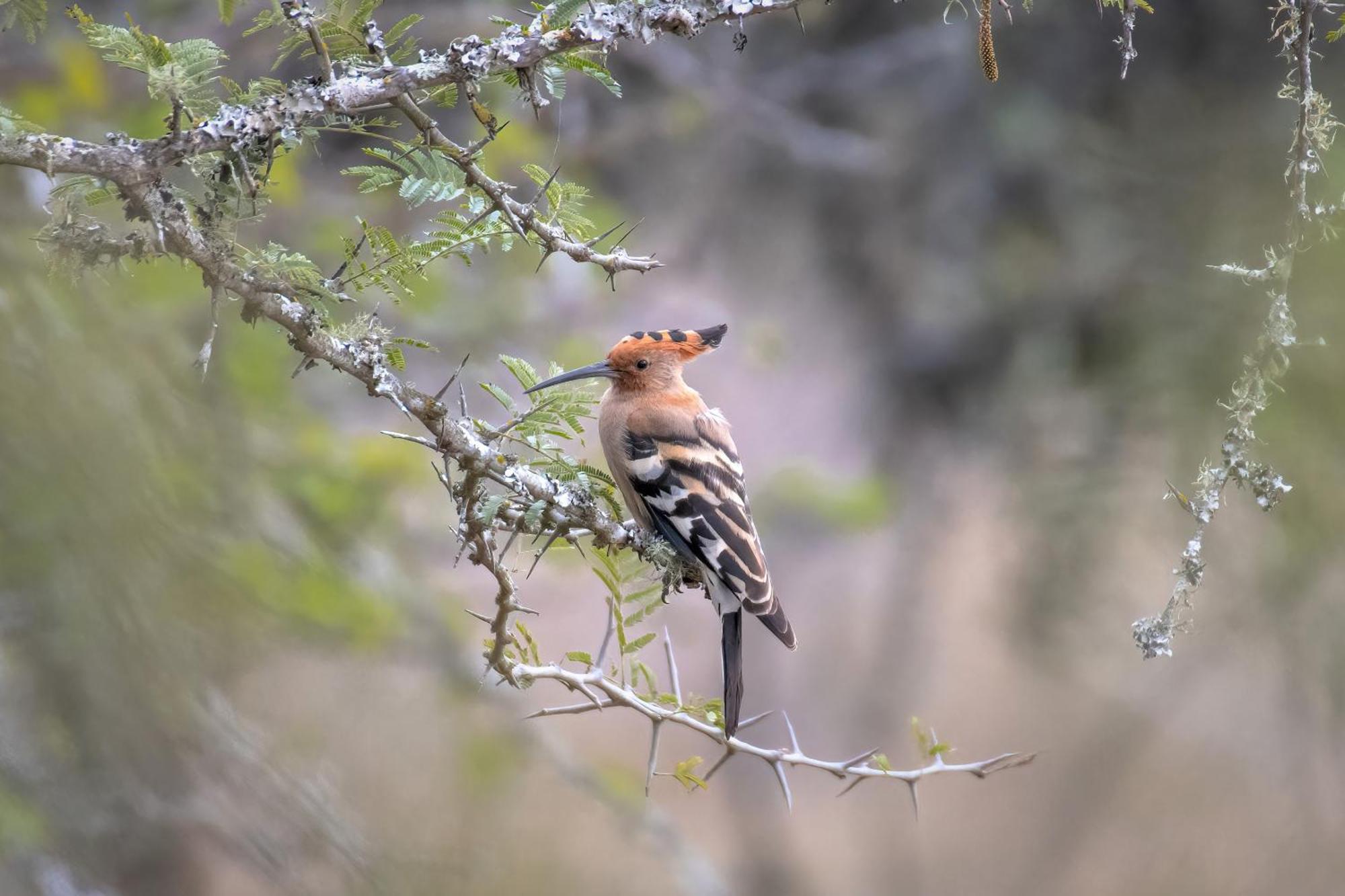 Valley Lodge - Babanango Game Reserve Dundee Bagian luar foto