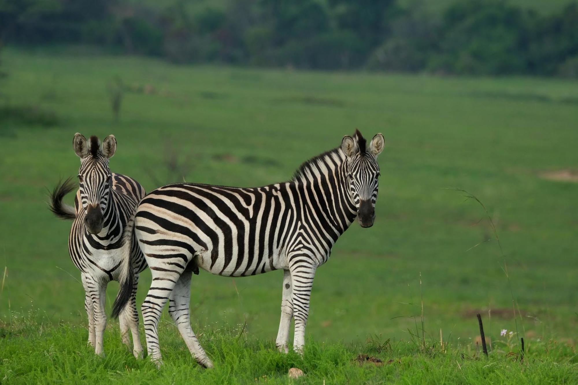 Valley Lodge - Babanango Game Reserve Dundee Bagian luar foto
